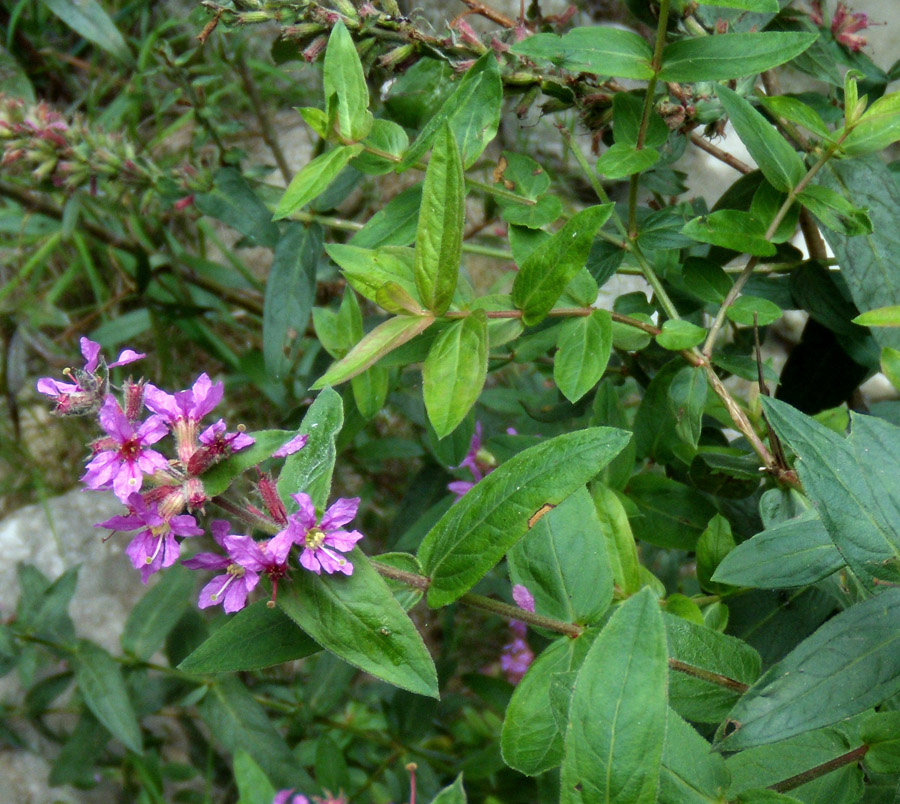 Gole dell''Orta 3 - Lythrum salicaria